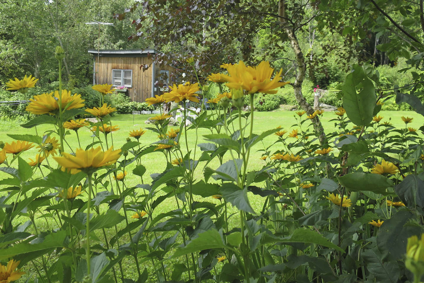 The Rustic Cabin from our garden